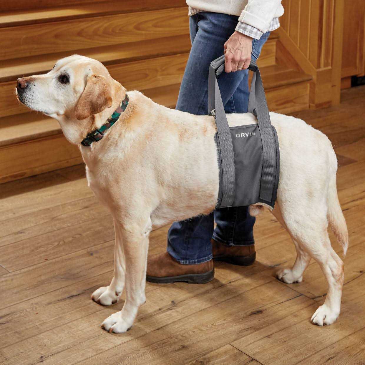 Orvis Gray Rear Dog Lift - Healthber