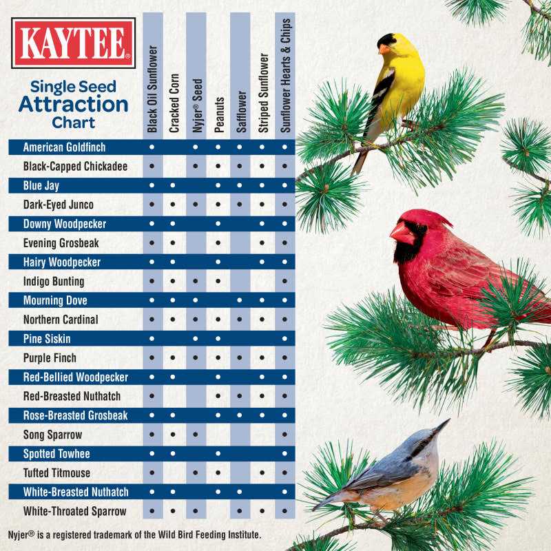 Kaytee Black Oil Sunflower Wild Bird Food - Healthber
