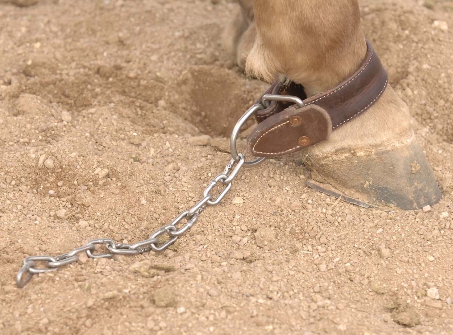 Al Dunning Kick Chain - Healthber
