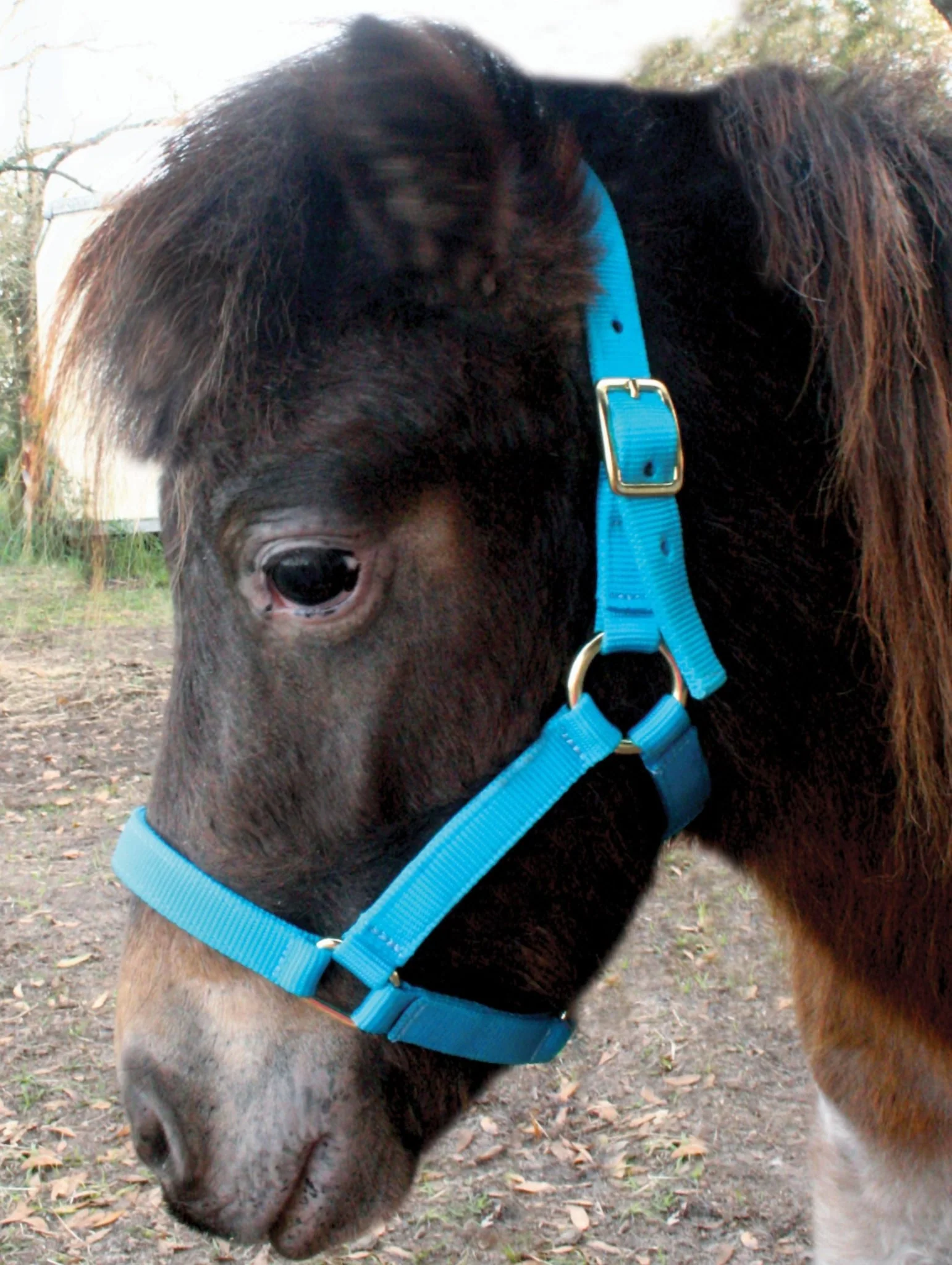Nylon Miniature Horse Halter - Healthber