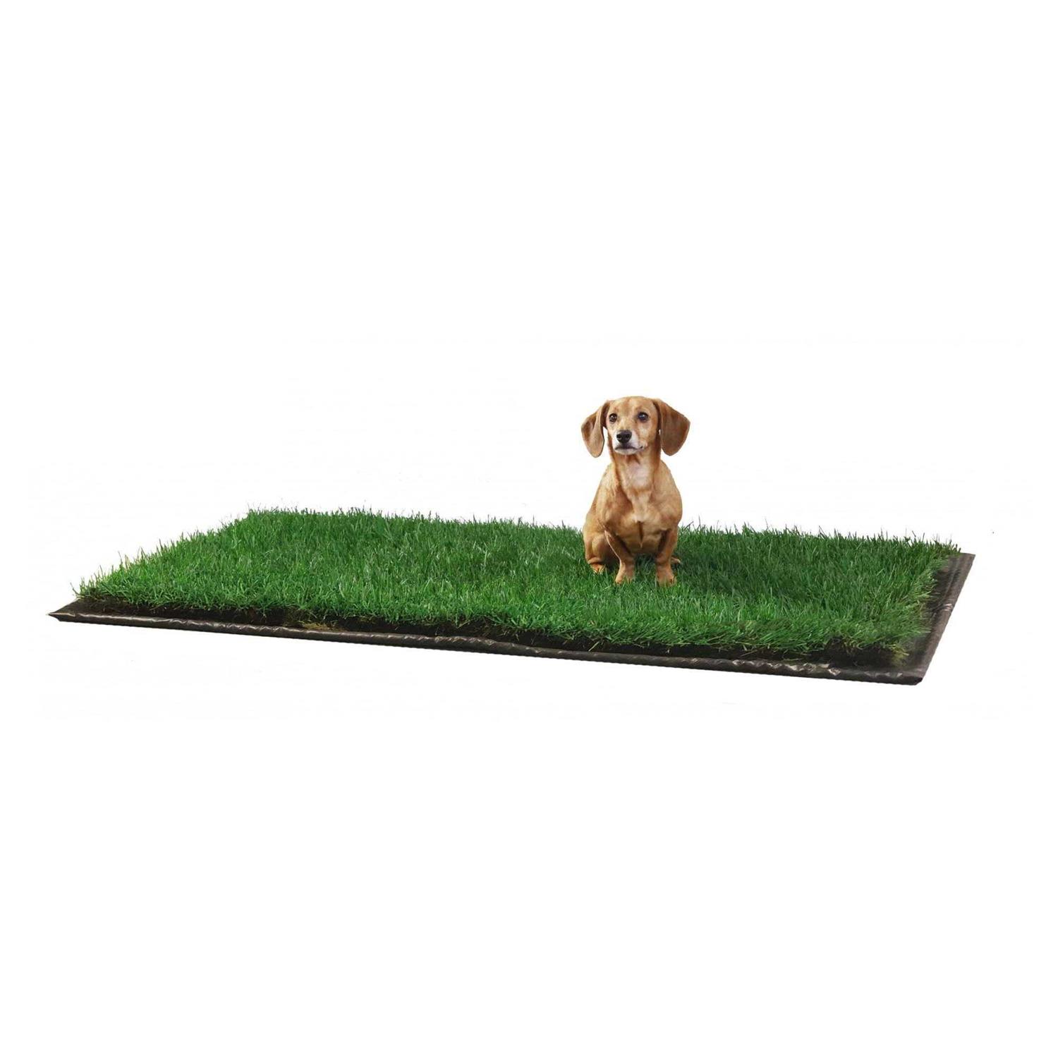 DoggieLawn Dog Potty Real Grass - Healthber