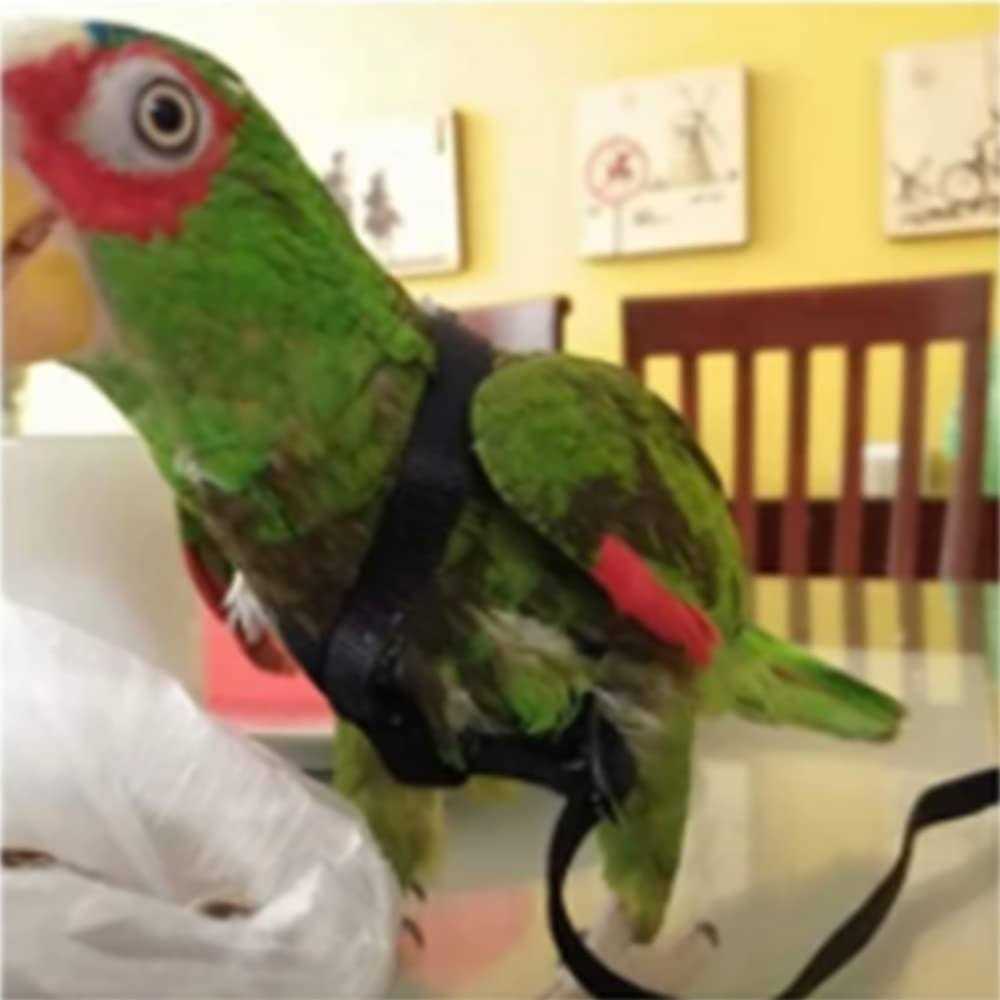Anelekor Adjustable Birds Harness and Leash Parrot Harness Leash Training Supplies Pet Anti-bite Outdoor Flying Rope for Conures Budgerigar Lovebird - Healthber