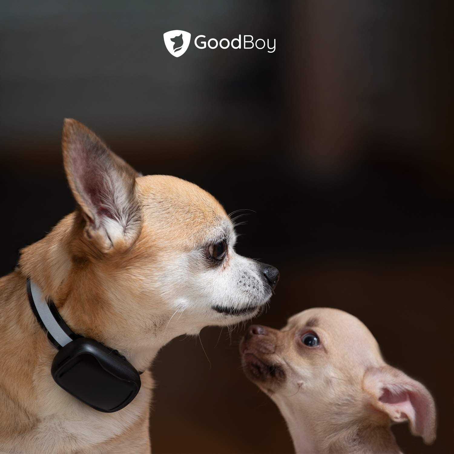GoodBoy Mini No Shock Remote Collar for Dogs with Beep and Vibration Modes for Pet Behaviour Training - Healthber