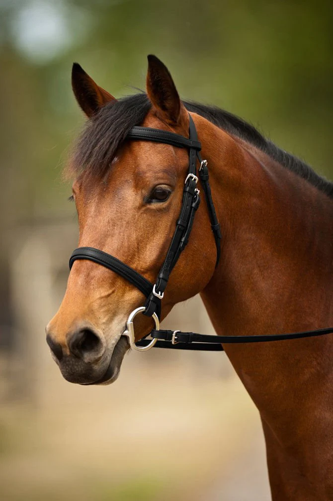 Nunn Finer Event Bridle - Healthber