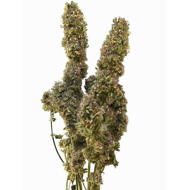 From The Field Catnip Buds - Healthber