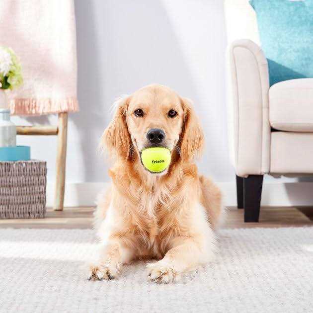 Frisco Fetch Squeaky Tennis Ball Dog Toy - Healthber