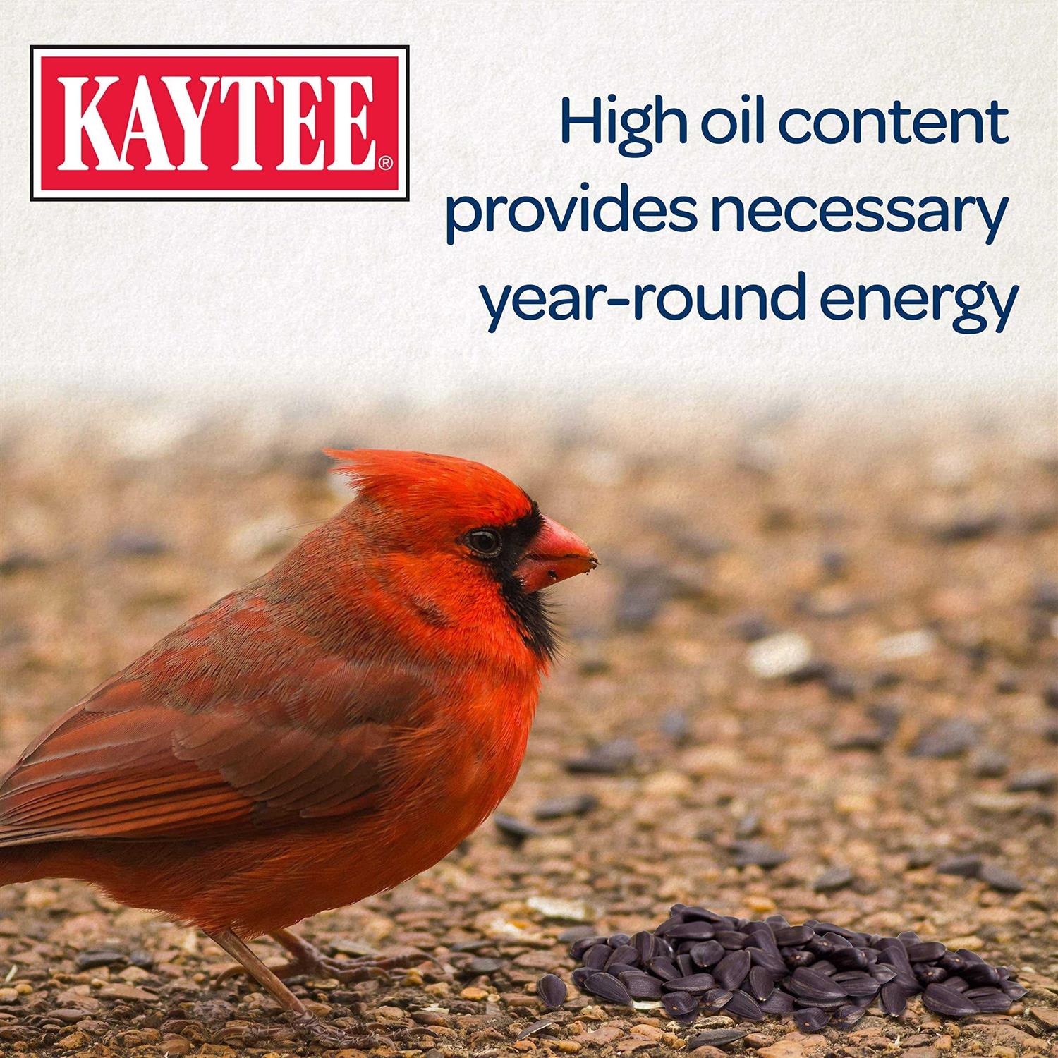 Kaytee Black Oil Sunflower Food - Healthber