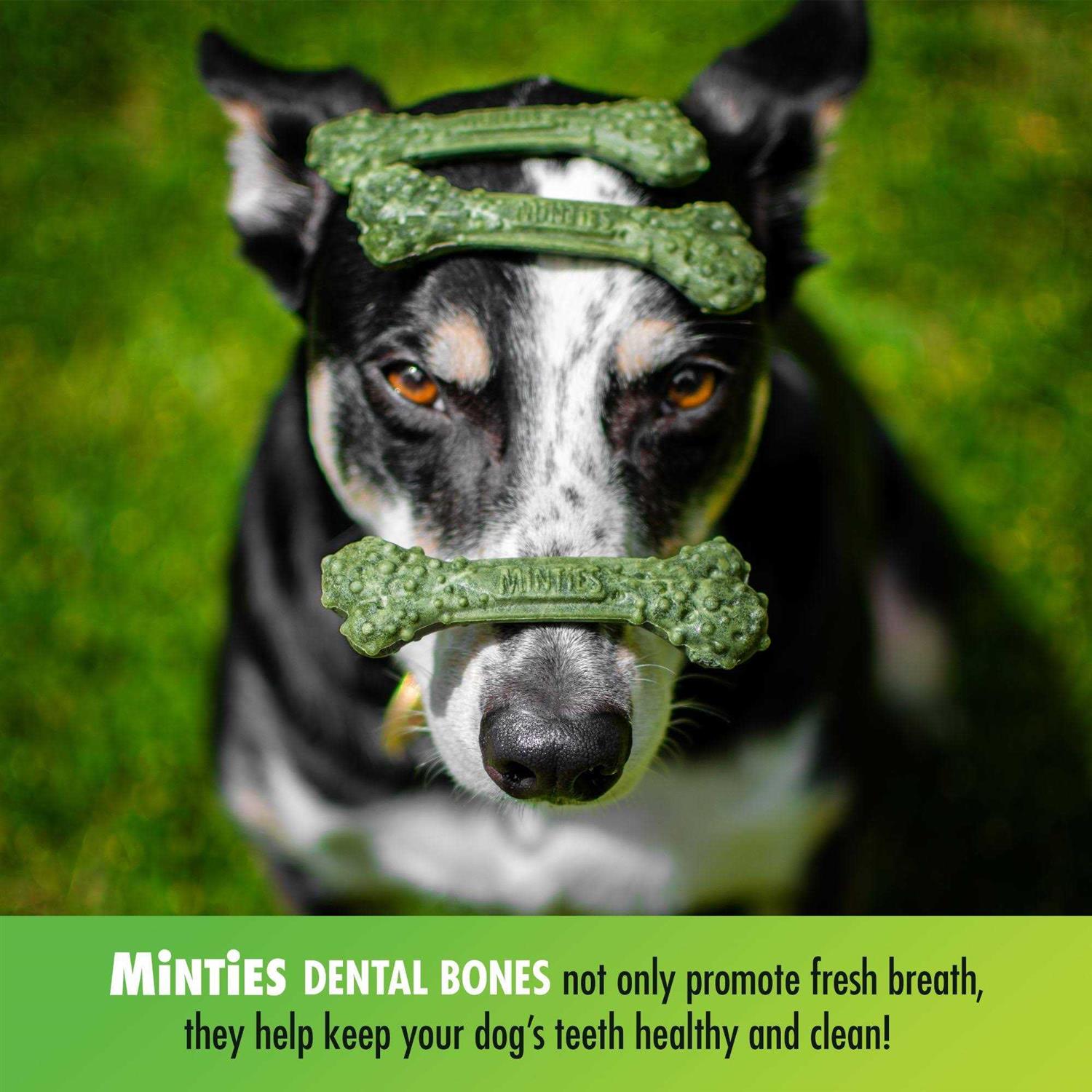 Minties Dental Treats Dogs - Healthber