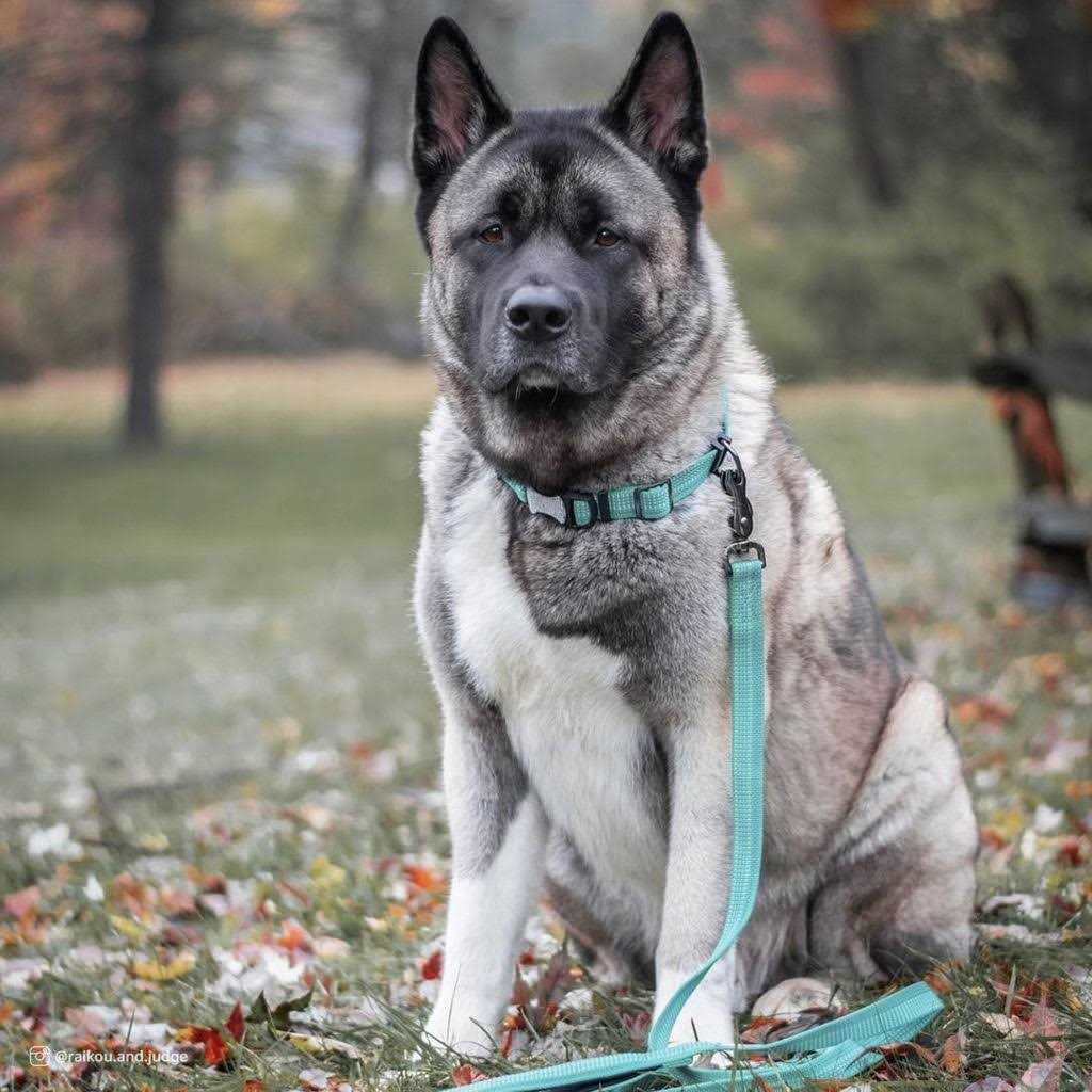 K9 Explorer Brights Reflective Adjustable Dog Collar - Healthber