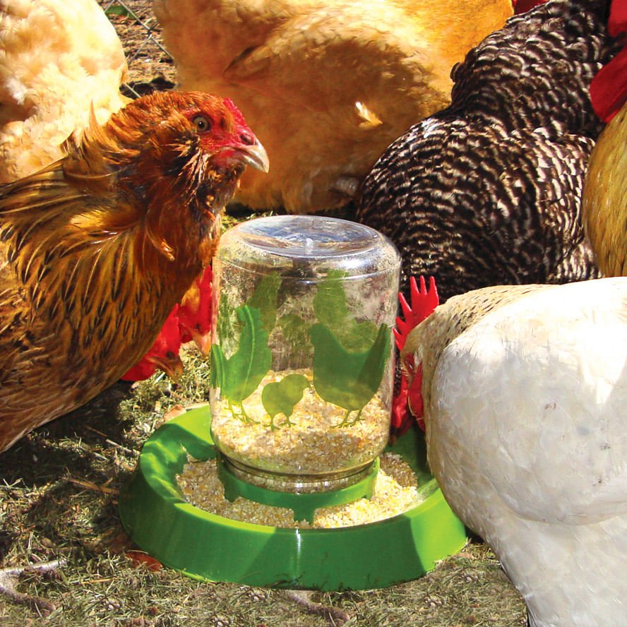 Lixit Chicken Waterer/Feeder - Healthber
