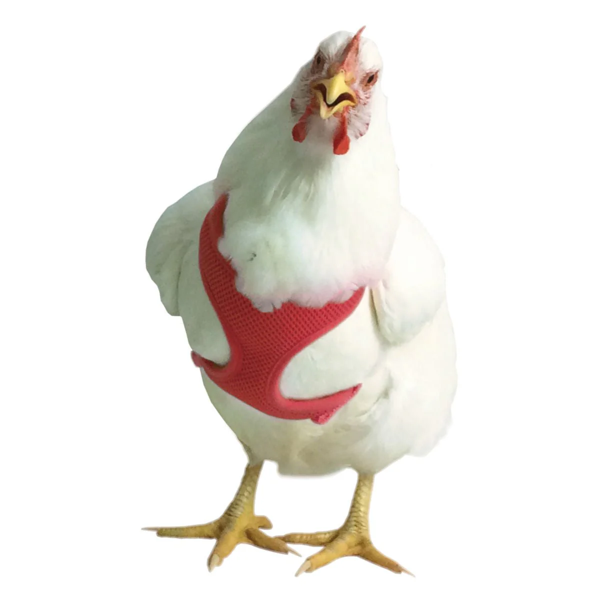 Chicken Harness - Healthber