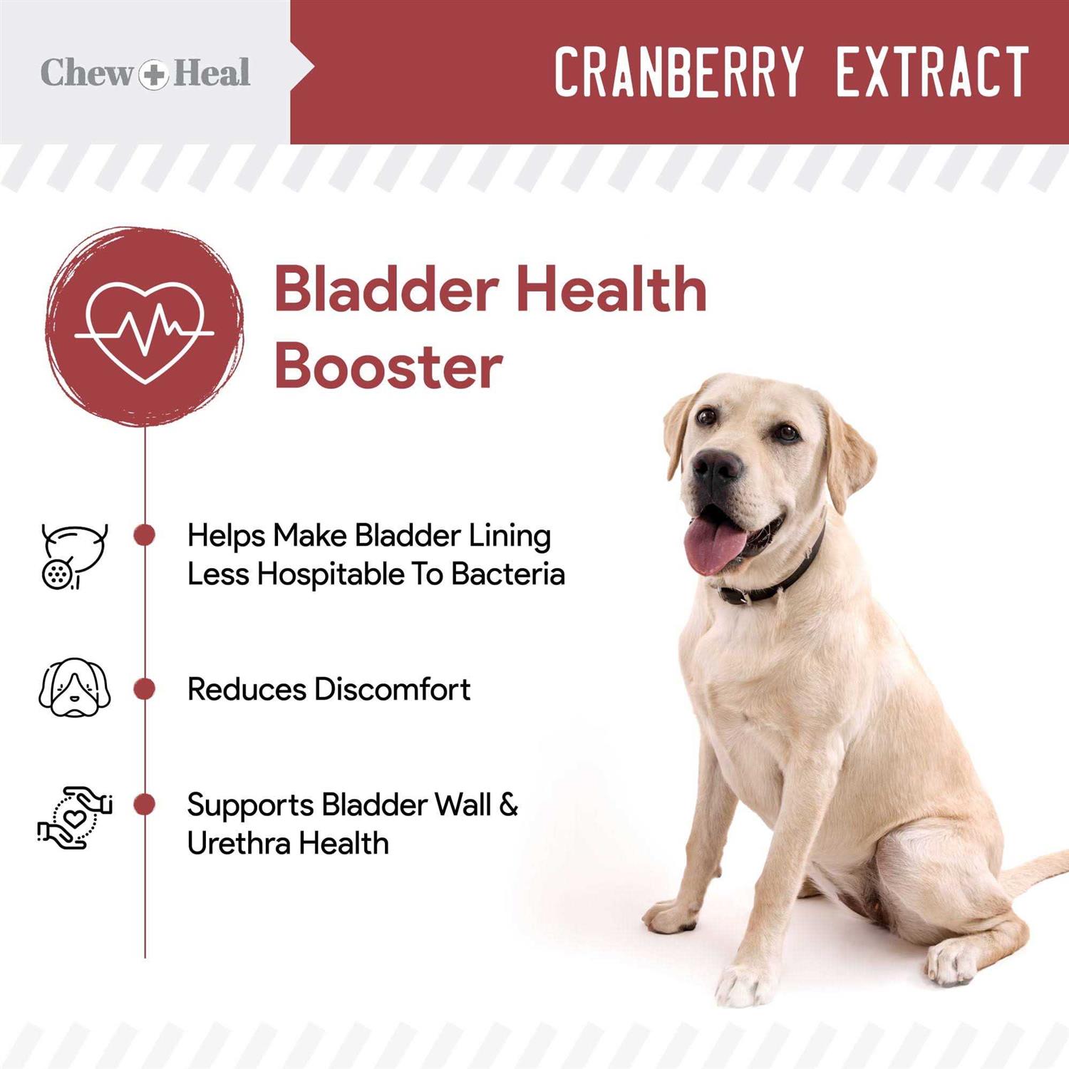 Chew + Heal UTI Treatment Cranberry Chews for Dogs - Healthber