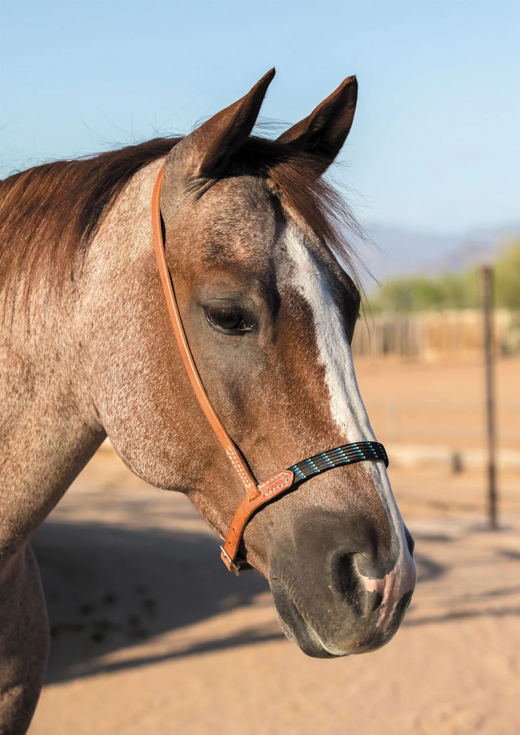 Professional's Choice Al Dunning Harness Leather Ultimate Cavesson - Healthber