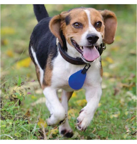 Spectra Shield Collar Medallion for Dogs - Healthber