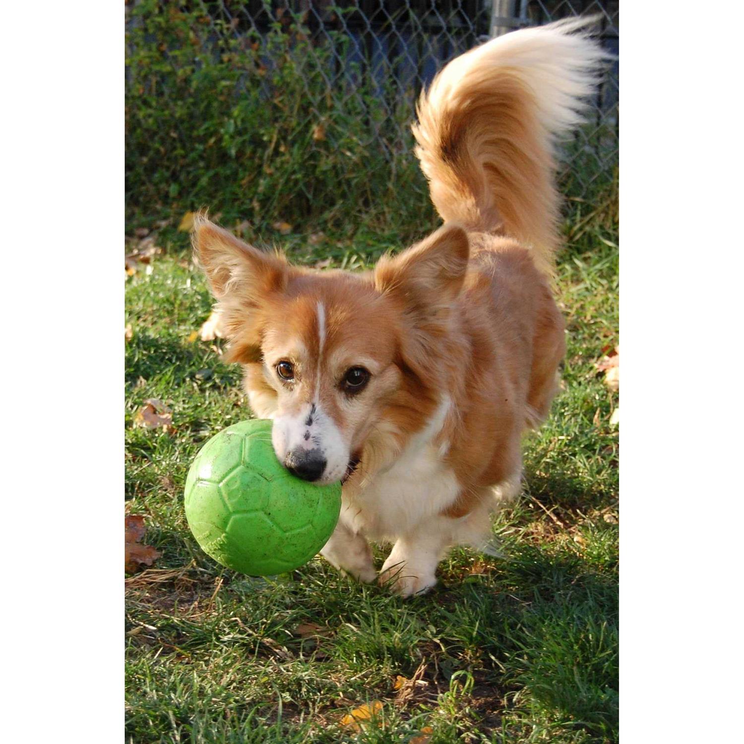 Jolly Pets Soccer Ball - Healthber
