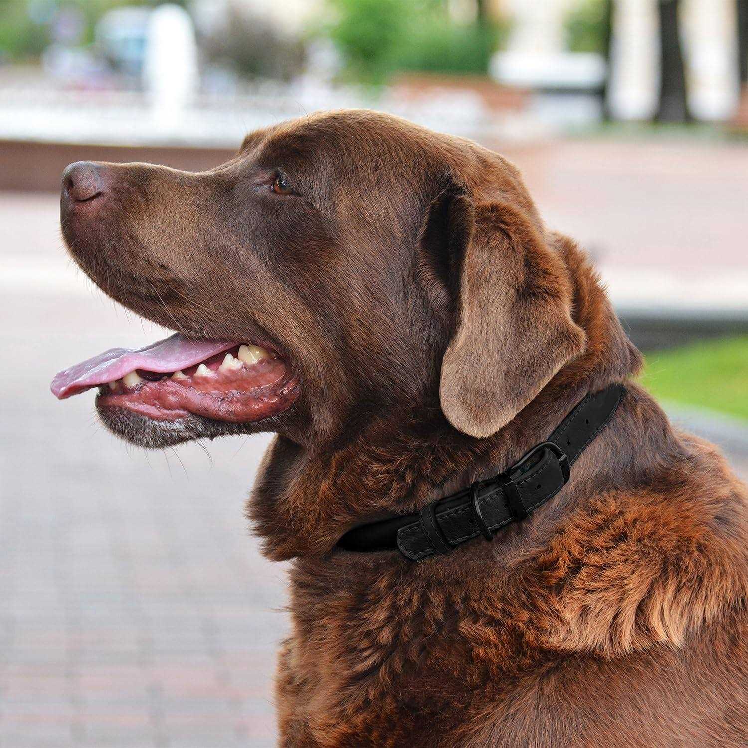 Bronzedog Rolled Leather Dog Collar with QR ID Dog Tag Round Personalized Collars for Small Medium Large Dogs Puppy Cat - Healthber