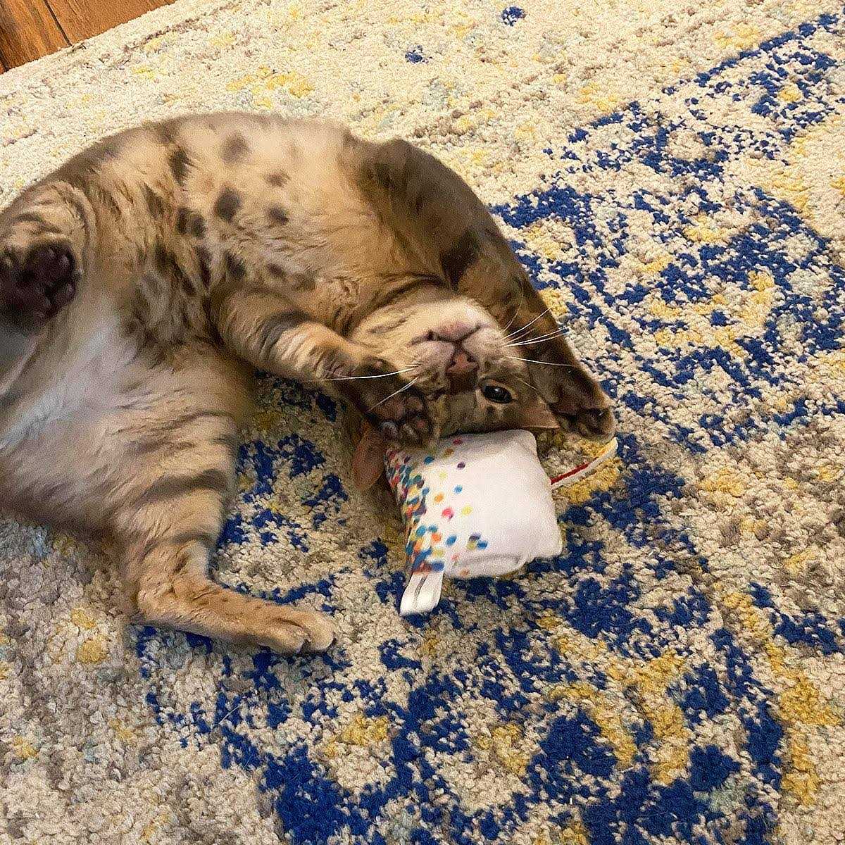 Meowijuana Get Lit Birthday Cake Refillable Cat Toy - Healthber