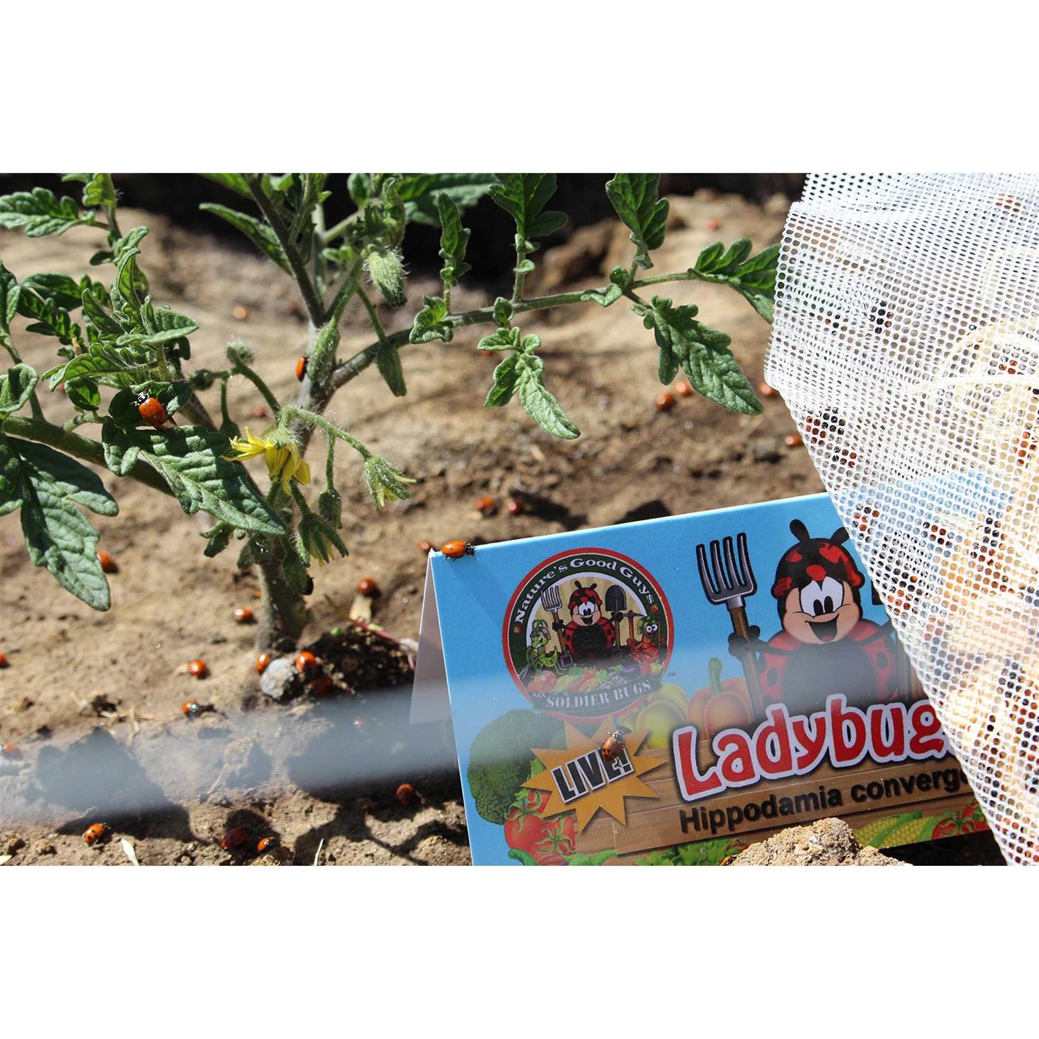 300 Live Ladybugs Good Bugs - Healthber