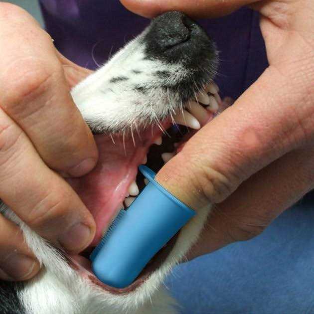 Pet Republique Dog & Cat Small Finger Toothbrush - Healthber