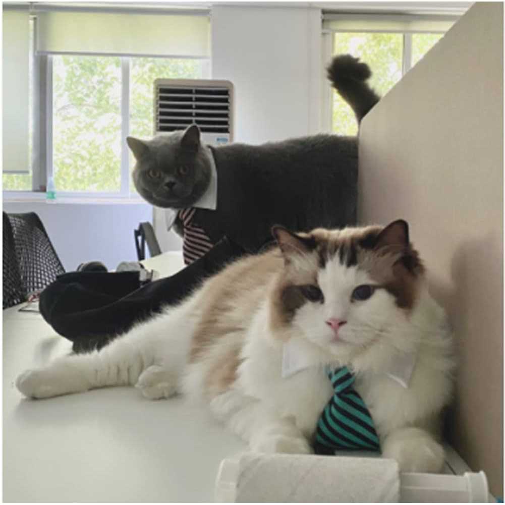 4 Pieces Pets Dog Cat Bowtie Pet Costume Adjustable Formal Necktie Collar for Cats Small Dogs Puppy Grooming Accessories - Healthber