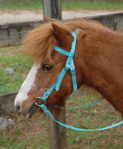 Triple E Miniature Nylon Headstall with Bit & Reins - Healthber