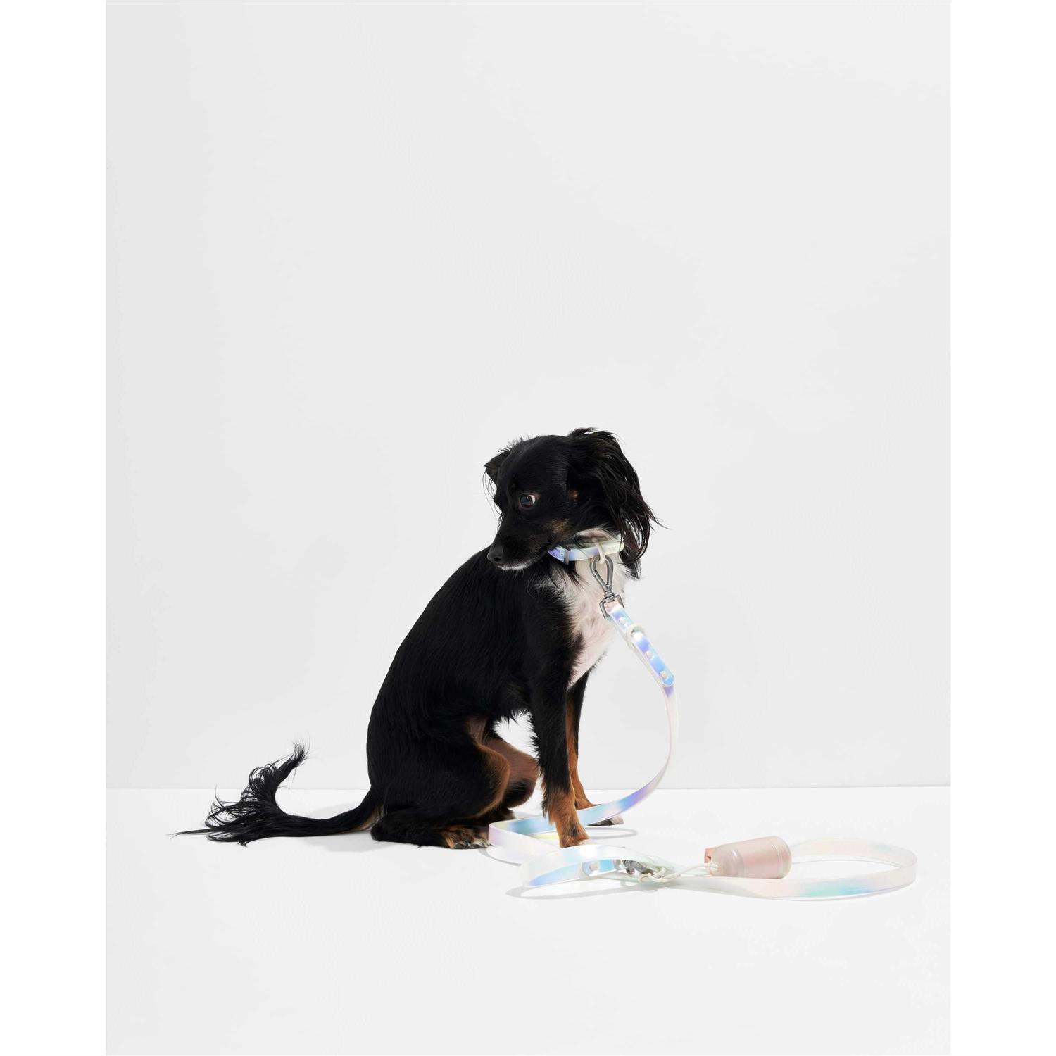 Wild One Dog Leash - Healthber