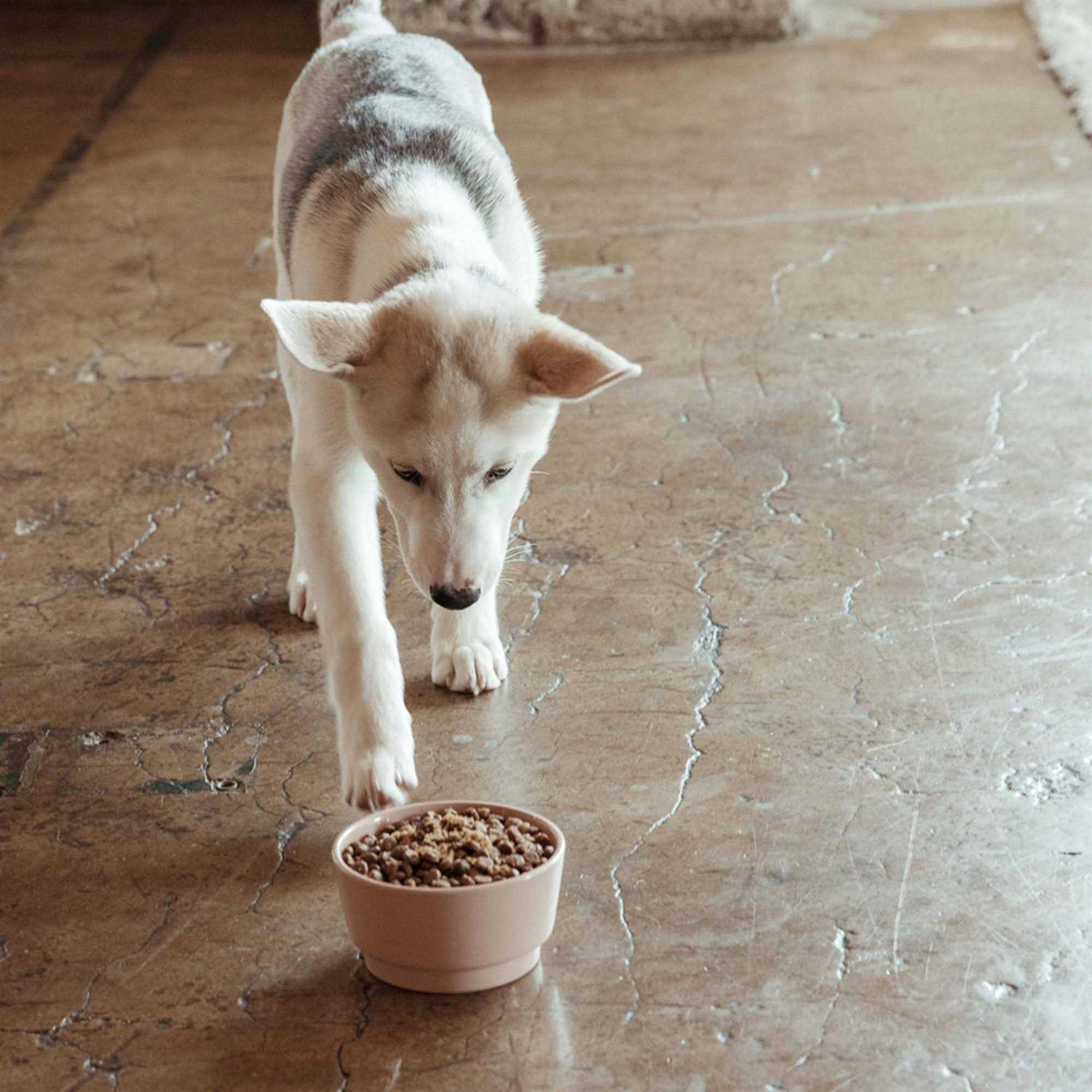 Jinx Chicken Sweet Potato & Carrot Dry Dog Food - Healthber