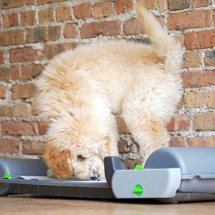 Brilliant Pad Smart Self-Cleaning Automatic Indoor Puppy Potty Pad - Healthber