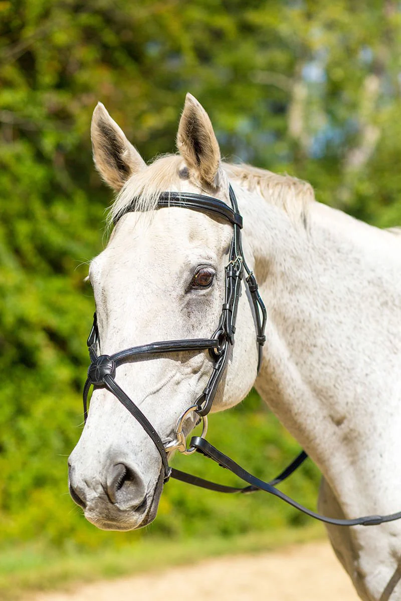 Shires Avignon Woodside Bridle - Healthber