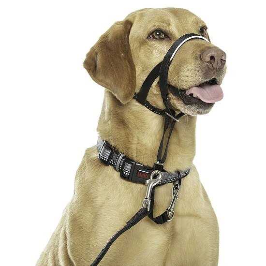 Halti Headcollar - Healthber
