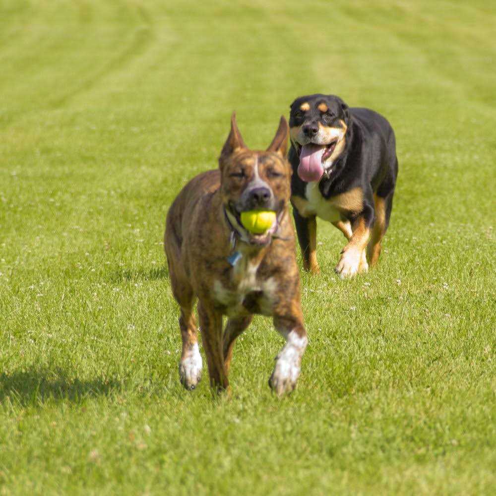 Hyper Pet Chewz Ball Dog Toy - Healthber