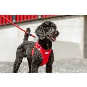 Curli Stretch Comfort Leash - Healthber
