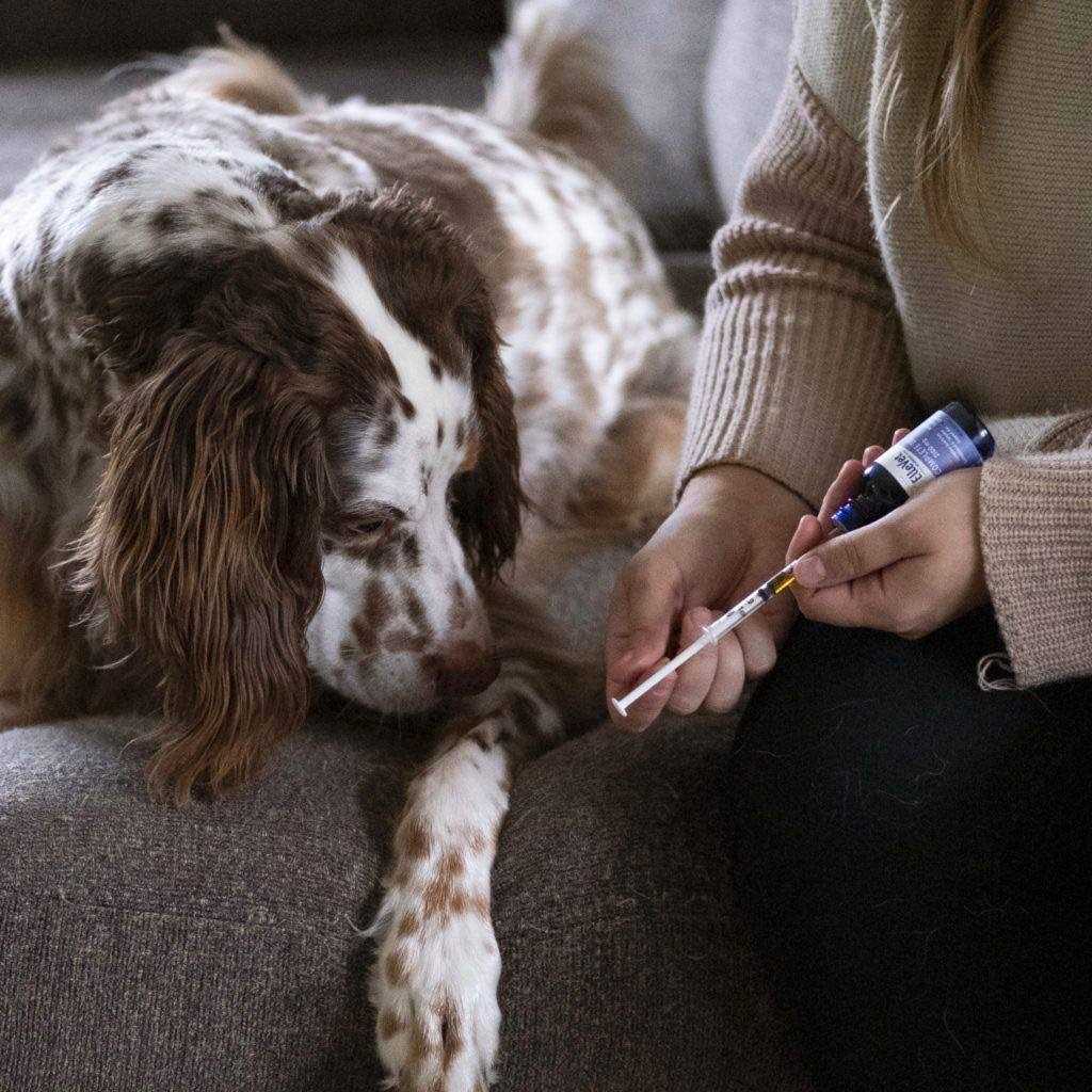 ElleVet Hemp Oil For Mobility Calming & More For Dogs - Healthber