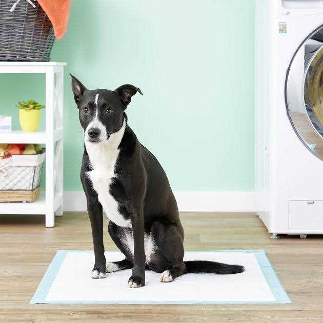Simple Solution Extra Large Training Pads - Healthber