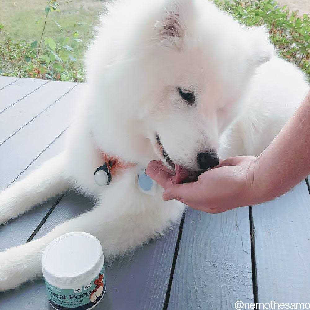 Great Pets Great Poop Probiotics for Dogs Fiber for Dogs Supplement with Dog Probiotics and Digestive Enzymes for a Healthy Gut - Healthber
