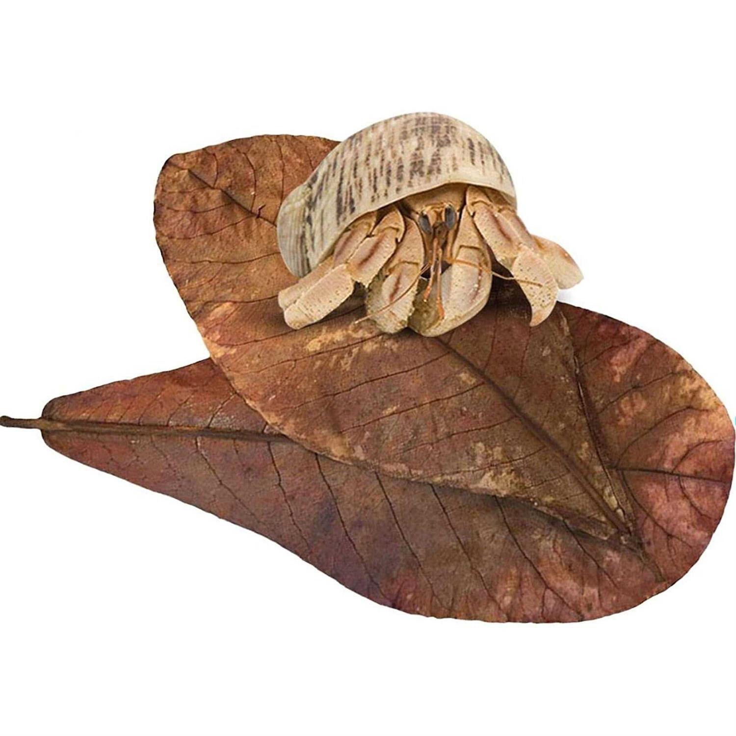SunGrow Hermit Crab & Snail Catappa Leaves - Healthber