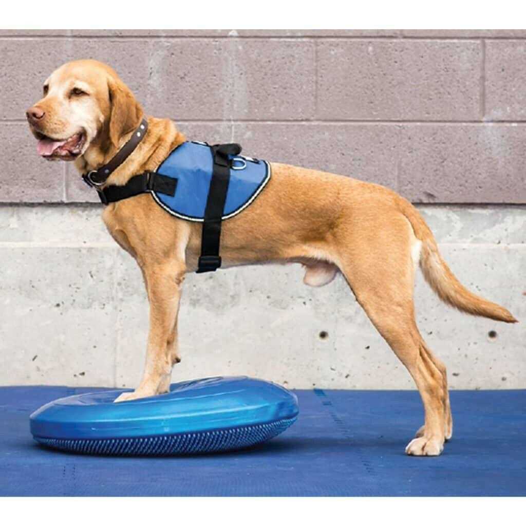 FitPAWS Balance Disc - Healthber