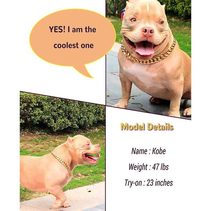PP cOLOR gold chain Dog collar-34 Width cuban Link Dog Necklace - Healthber
