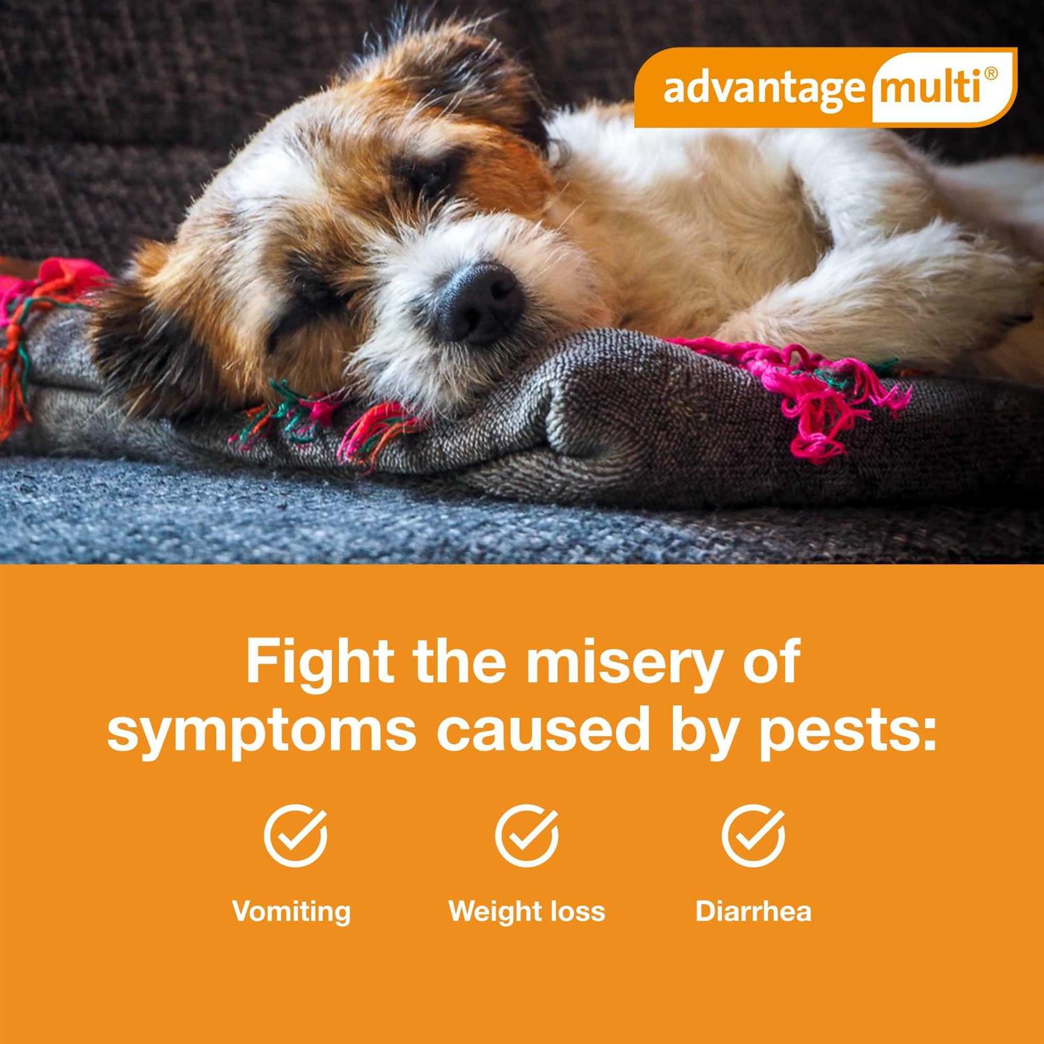 Advantage Multi for Dogs - Healthber