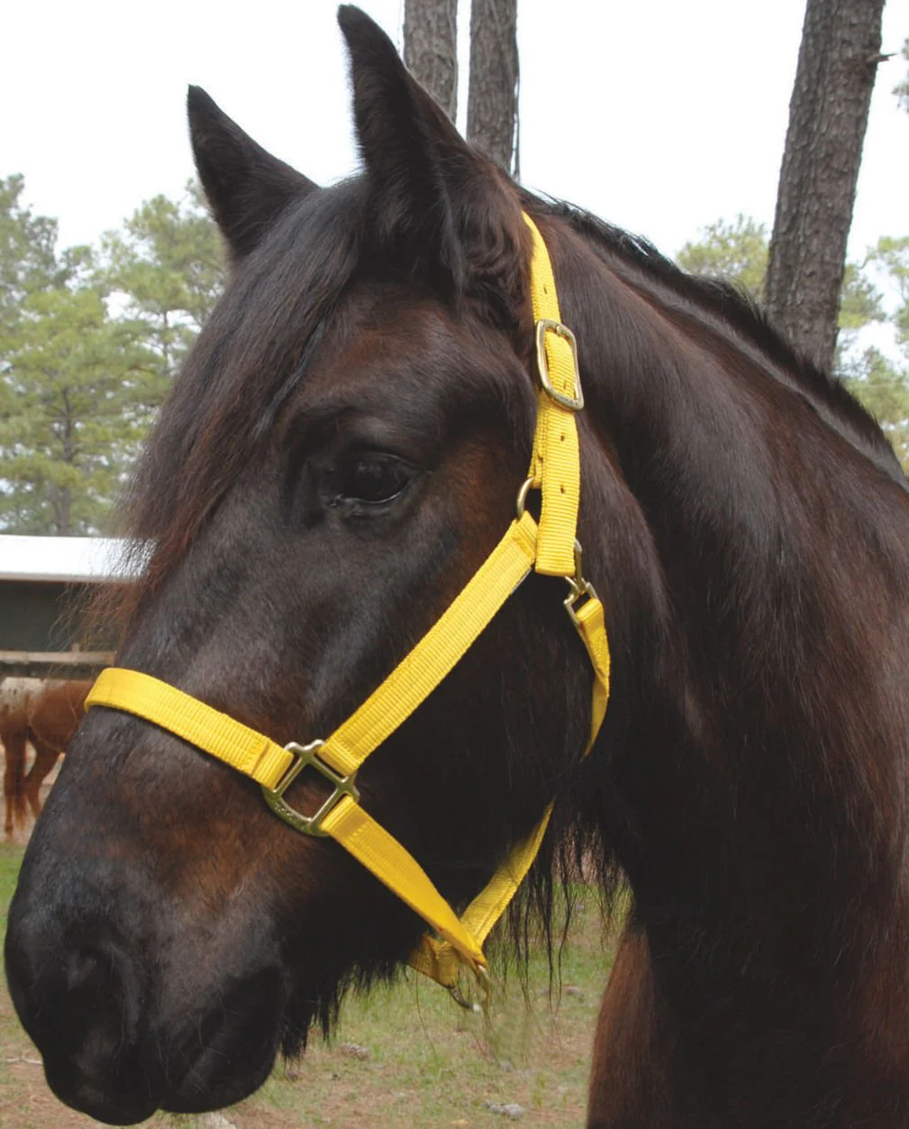 Triple E Nylon Draft Horse Halter, medium (1600-2000 lb) - Healthber