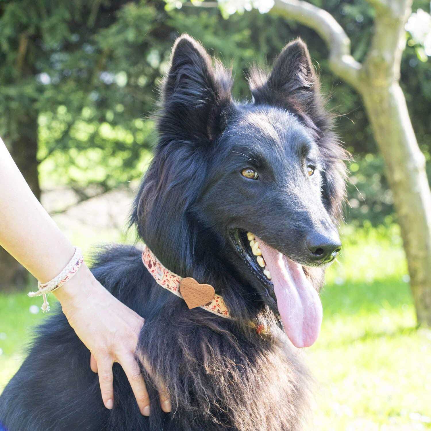 Pettsie Heart Dog Collar - Healthber