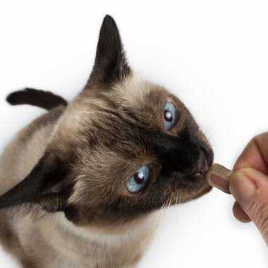 C.E.T Intellident Cat Bites - Healthber