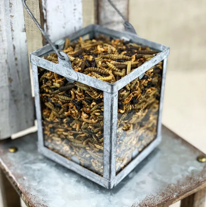 Happy Hen Bug Bonanza, Mealworm & Bug Blend - Healthber