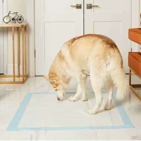 Petsworld Giant Potty Pads Odor Eliminating 36 x Pee Pads for Dogs - Healthber