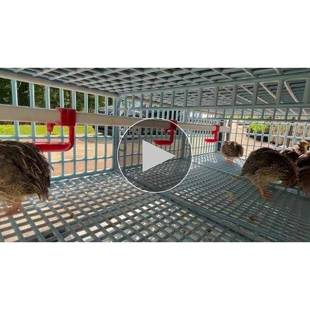 Quail Cage 2 Section Jumbo Quail Cimuka - Healthber