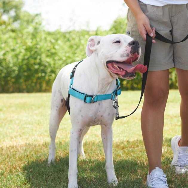 Frisco Padded Reflective No Pull Harness - Healthber