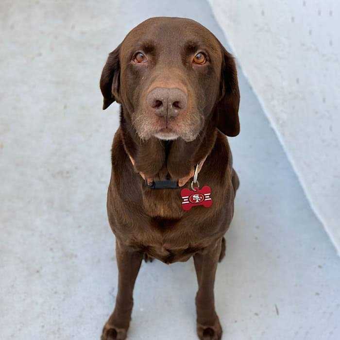 Quick-Tag San Francisco 49ers NFL Bone Dog ID Tag - Healthber