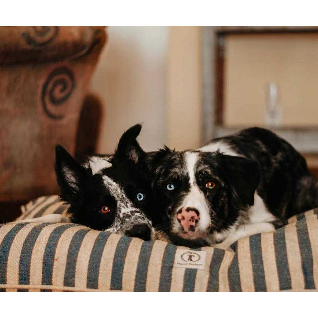 Harry Barker Vintage Stripe Envelope Dog Bed - Healthber