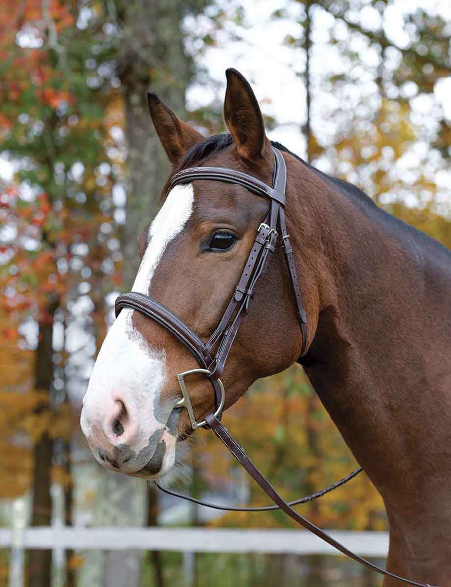 Shires Avignon Ocala Bridle, Havana - Healthber