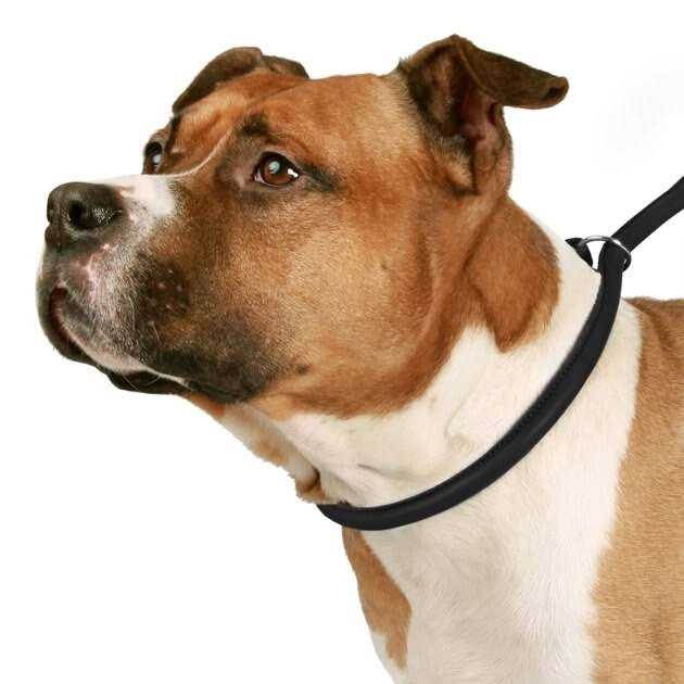CollarDirect Rolled Leather Dog Leash 4ft Soft Padded Training Leather Dog Lead 6ft - Healthber
